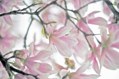magnolia soulange (latin: magnolia soulangeana) is a species of flowering plants that enters the genus magnolia (magnolia)
