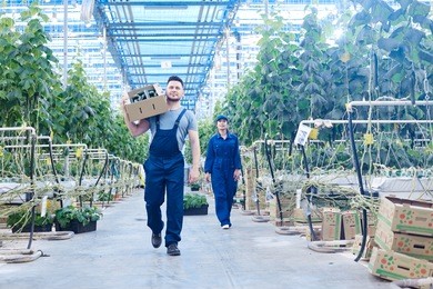 full length portrait of two workers on plantation carrying boxes with rich harvest in greenhouse of modern farm, copy space