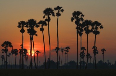 sugar palm trees in the rice field at morning,countryside of thailand.