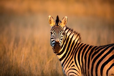 a zebra poses in the golden morning light