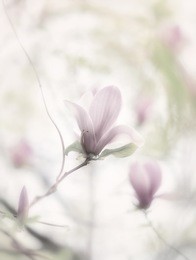 beautiful close up bloom of magnolia flowers. blooming magnolia tree in the spring on the light and smooth background. selective focus. pink flowers