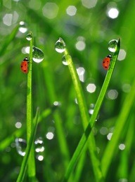 fresh morning dew on a spring grass and little ladybugs