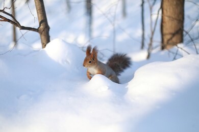 charming ordinary red squirrel gnaws nuts