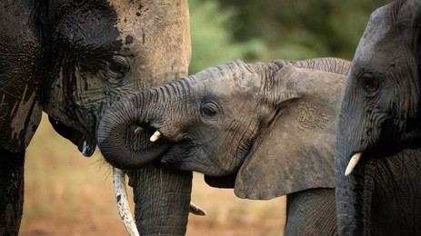 close up of juvenile elephant