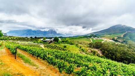 olive groves and vineyards surrounded by mountains along the helshoogte road between the historic towns of stellenbosch and franschhoek in the wine region of western cape of south africa