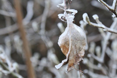 ice water on alone dry leaf. light natural background.