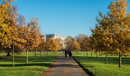 pedestrians on a tree-lined path in hyde park, london during a beautiful autumn day