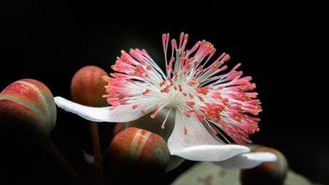 white and pink flower macro isolated black background