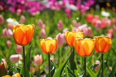 beautiful and colorful close up shot of tulip blossom 