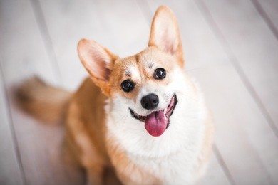 welsh corgi dog
