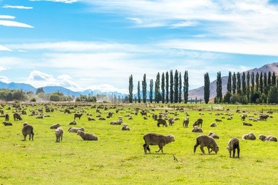 queenstown in new zealand. the city of adventure and nature.
