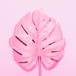 painted tropical palm leaf of monstera. fashion pink concept. minimalism and surrealism