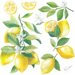 lemons - watercolor hand drawn illustrations collection