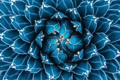 agave cactus, abstract natural pattern background, dark blue toned