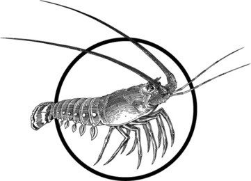 black and white engraving illustration of lobster. circle frame can be easily removed
