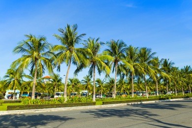 a high views of street, seawall and row of palm trees in front of the my khe beach in da nang, vietnam