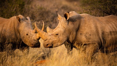 a crash of white rhino