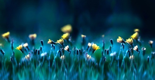 floral summer spring background. yellow dandelion flowers close-up in a field on nature on a dark blue green background in evening at sunset. colorful artistic image, free copy space.