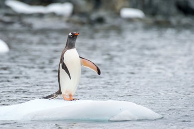 gentoo penguins on the ice