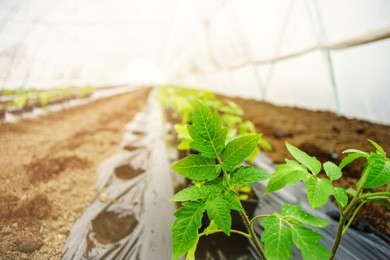 close up of the tomato plant seedlings in the greenhouse, freshly planted. 