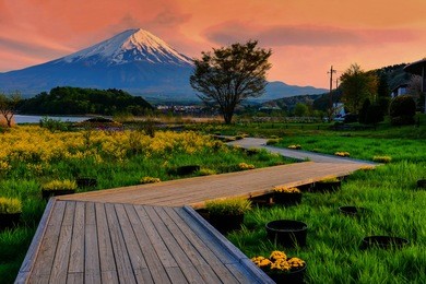 oishi garden park at spring with mt. fuji view at dusk, lake kawaguchiko, japan