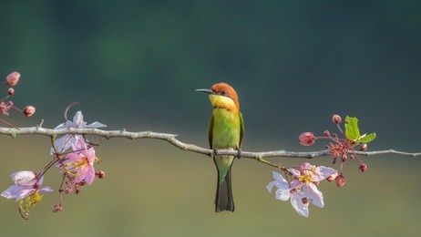 chestnu-headed bee-eater on wood branch with beautiful pink flower blossom