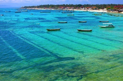 nusa lembongan seaweed farming in bali, indonesia