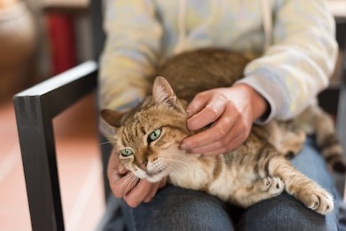 cat sleep on a woman's thigh at home