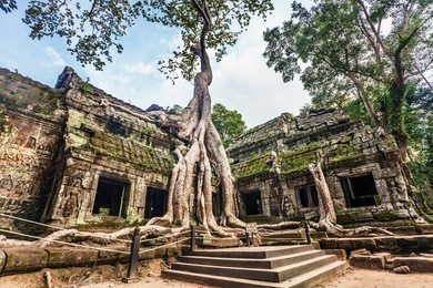 classical picture of ta prohm temple, angkor, cambodia