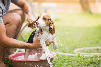 cute puppy beagle taking a shower