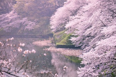 full bloom sakura in chidorigafuchi park, tokyo, japan