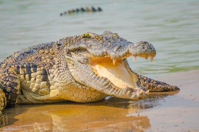 crocodile in the farm is eating fresh food
