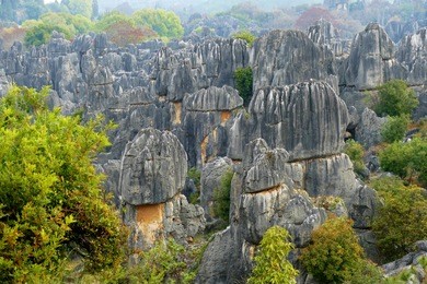 the stone forest shilin with trees in springtime, yunnan, china, march 2018