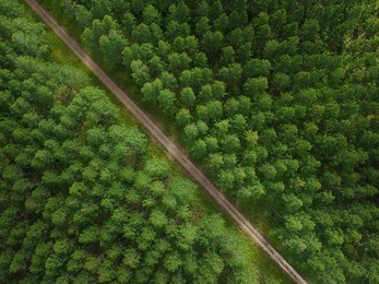 pine forest from above with dirt road drone aerial background