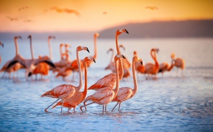 pink flamingos in sun