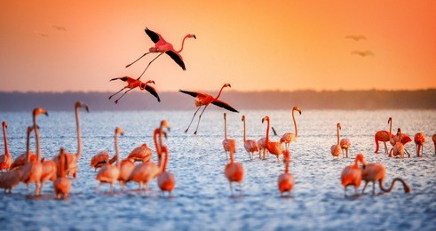 pink flamingos in sun
