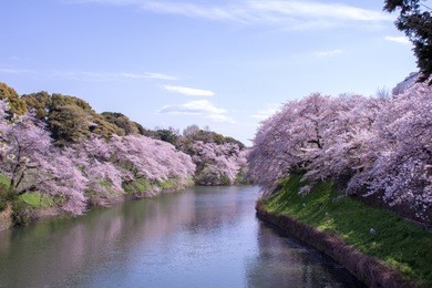 chidorigafuchi park with full bloom sakura at tokyo, japan.