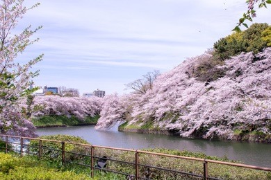 chidorigafuchi park with full bloom sakura at tokyo, japan.