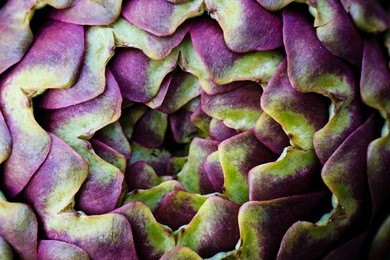 artichoke photo macro 