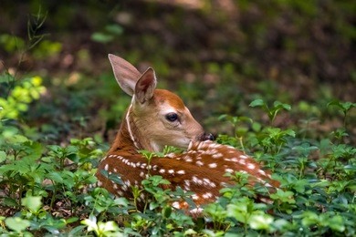 beautiful fawn that looks like bambi resting in the forest. 