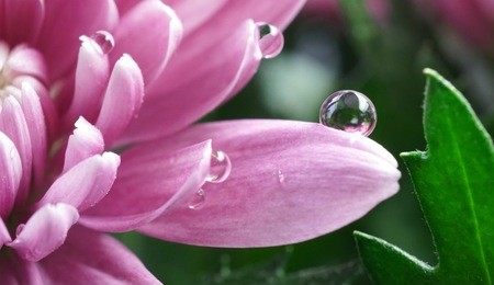 transparent beautiful water droplets on petals of a pink chrysanthemum flower in spring summer nature in open air close-up macro.