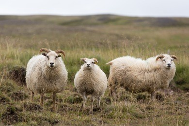 white sheep in iceland