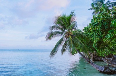 palm trees and horizon stretching towards the sea from saipan beach