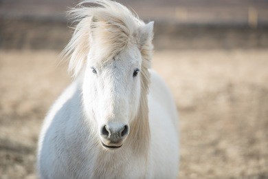 icelandic horses. is a local animal of iceland.
