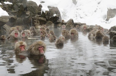 japanese snow monkeys relaxing in a natural onsen (hot spring), located in jigokudani (hells valley) japan.