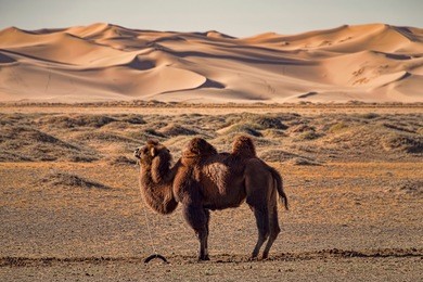 domesticated camel pegged to ground. waiting, standing camel in gobi desert, mongolia. side view. sand dunes on horizon.