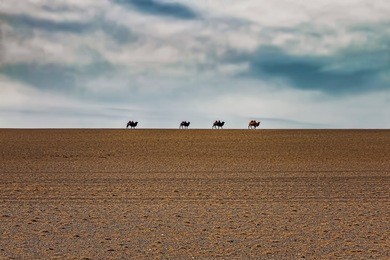 four camels walking on horizon in gobi desert, mongolia. line of camels in distance.
