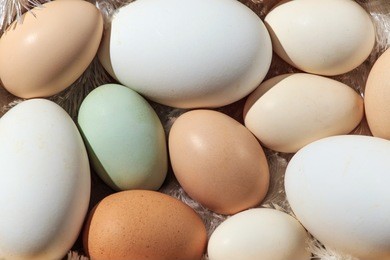 various egg and goose eggs close-up