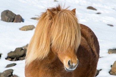 icelandic horse in iceland