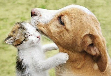 the cat hugs the dog